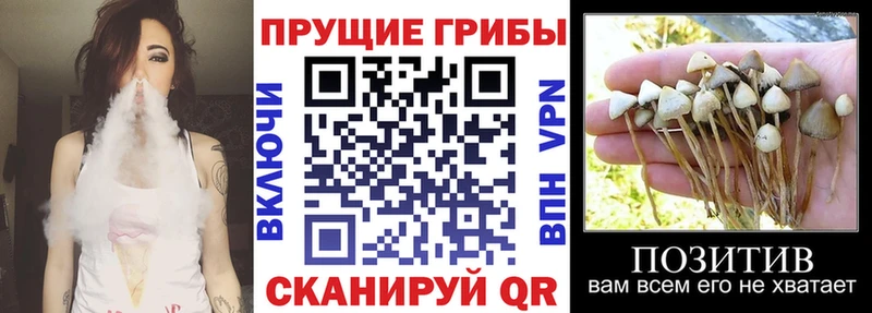 Псилоцибиновые грибы Psilocybine cubensis  Купить где  Лыткарино 